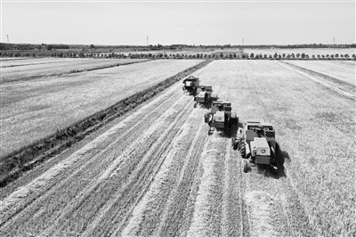 緊盯夏糧收儲關鍵環(huán)節(jié)壓緊壓實責任